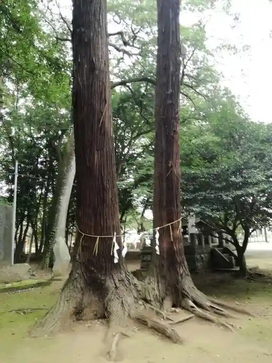 東蕗田天満社の自然