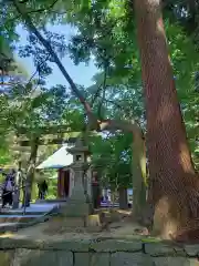 旦飯野神社の鳥居