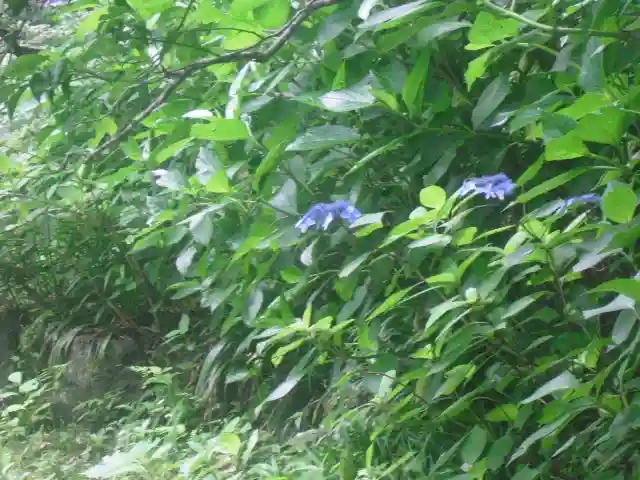 荏柄天神社の自然