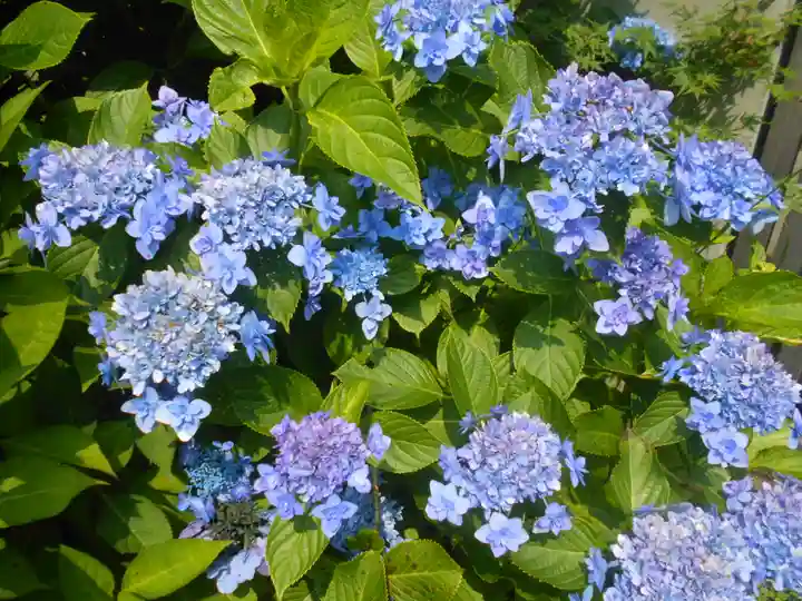 理智光寺跡(理智光寺址)<史跡>の自然