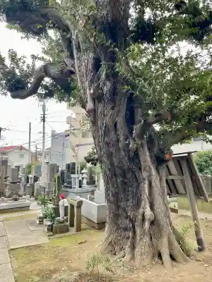 地福寺(東京都)