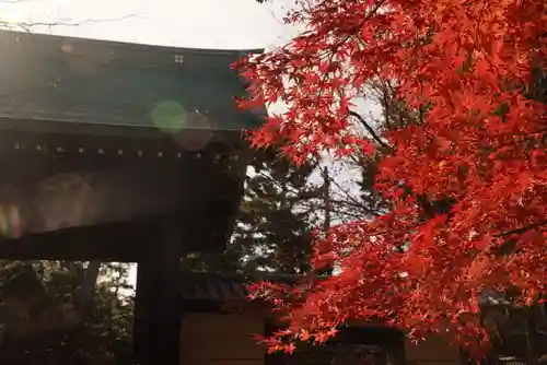 豪徳寺の山門