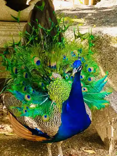 楽法寺（雨引観音）の動物