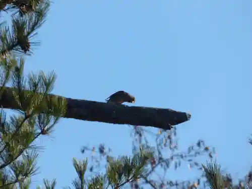 留辺蘂神社の動物