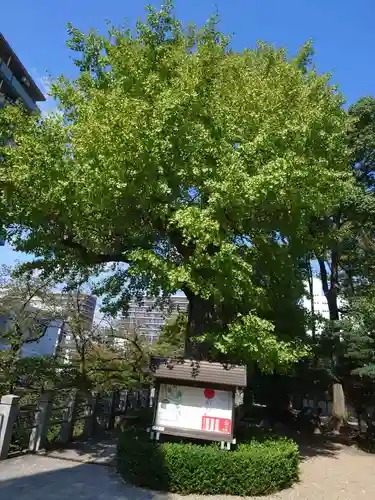 松戸神社の自然