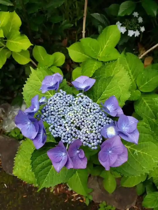 常泉院(東京都)