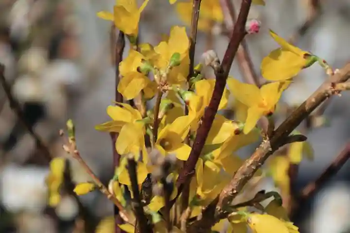 熊野福藏神社の手水舎