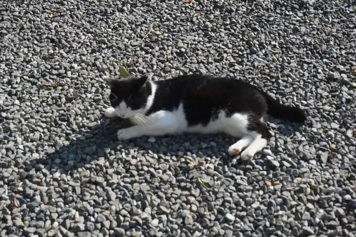 唐澤山神社の動物