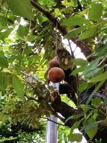 秋葉神社(東京都)