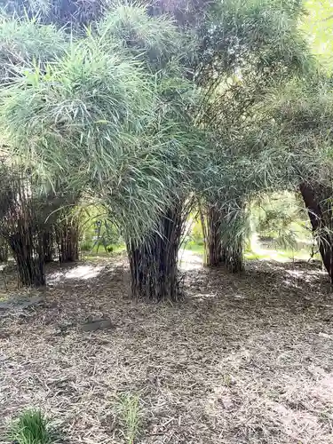 太郎稲荷神社の自然