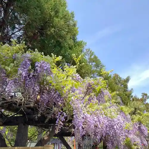總社 和田八幡宮の自然