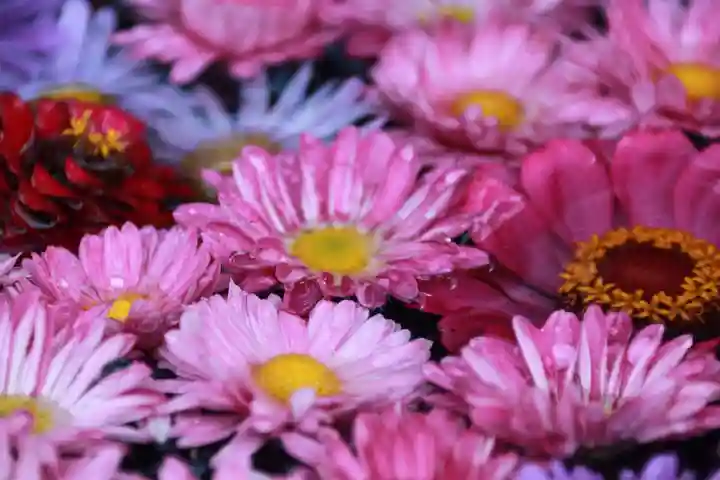 大鏑神社の手水舎