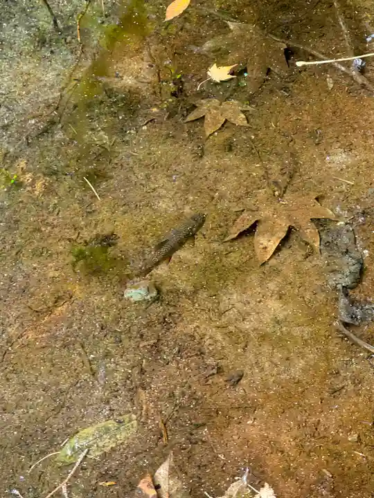 穂高神社奥宮の動物