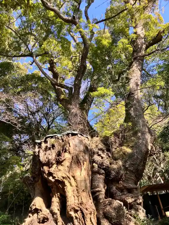 來宮神社(静岡県)