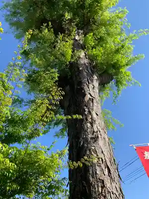 熊野大神社の自然