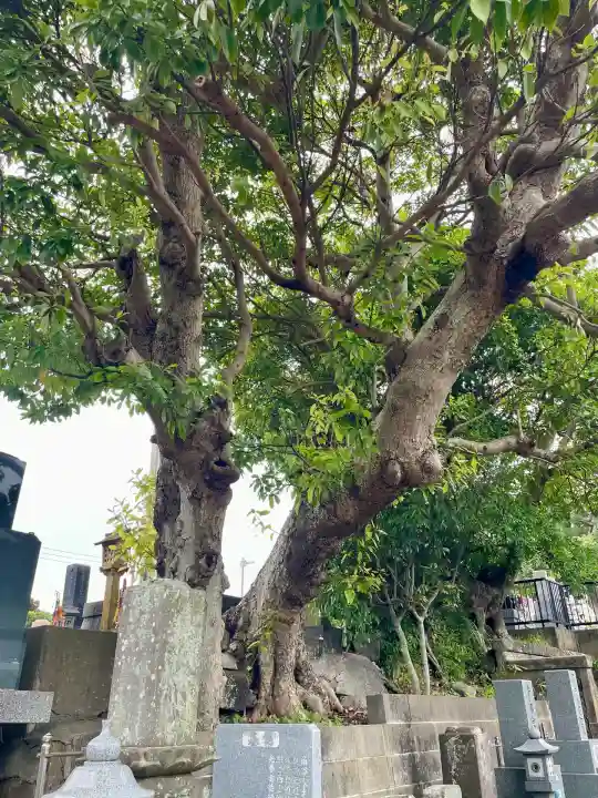 光念寺(神奈川県)