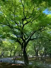 東福禅寺（東福寺）の自然