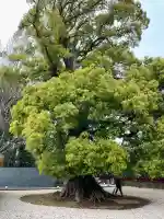 栄誉権現社の{uncategorized: "未分類", other: "その他", undefined: "問題あり", building: "その他建物", grave: "お墓", sacred_gate: "鳥居", guardian: "狛犬", statue: "像", buddha: "仏像", history: "歴史", nature: "自然", garden: "庭園", animal: "動物", pagoda: "塔", temizu: "手水舎", mountain_gate: "山門・神門", sanctuary: "本殿・本堂", subordinate: "末社・摂社", art: "芸術", scenery: "景色", jizo: "地蔵", ema: "絵馬", goshuin: "御朱印", omikuji: "おみくじ", items: "授与品その他", amulet: "お守り", goshuincho: "御朱印帳", eats: "食事", festival: "お祭り", votive_dance: "神楽", shichigosan: "七五三参", wedding: "結婚式", experience: "体験その他", initially: "初詣", around: "周辺", anti_infection: "感染症対策"}