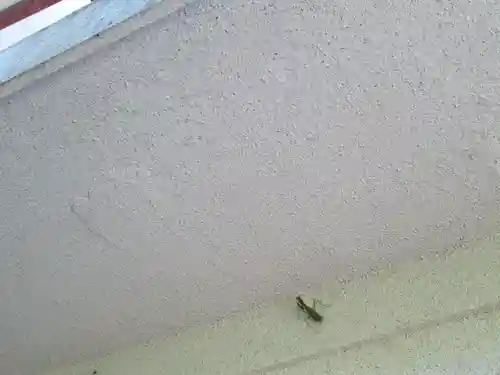 屋久島大社の動物