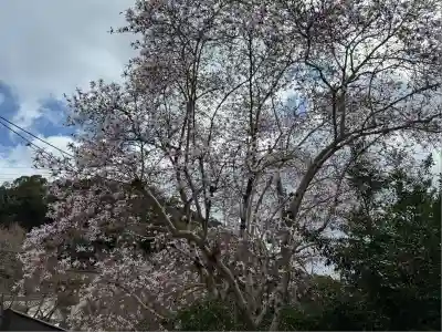 熊野若王子神社の自然