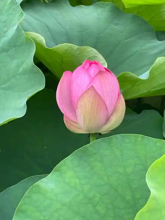 伊賀八幡宮(愛知県)