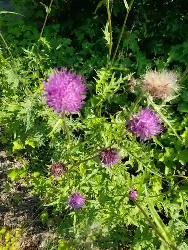 八幡神社の自然