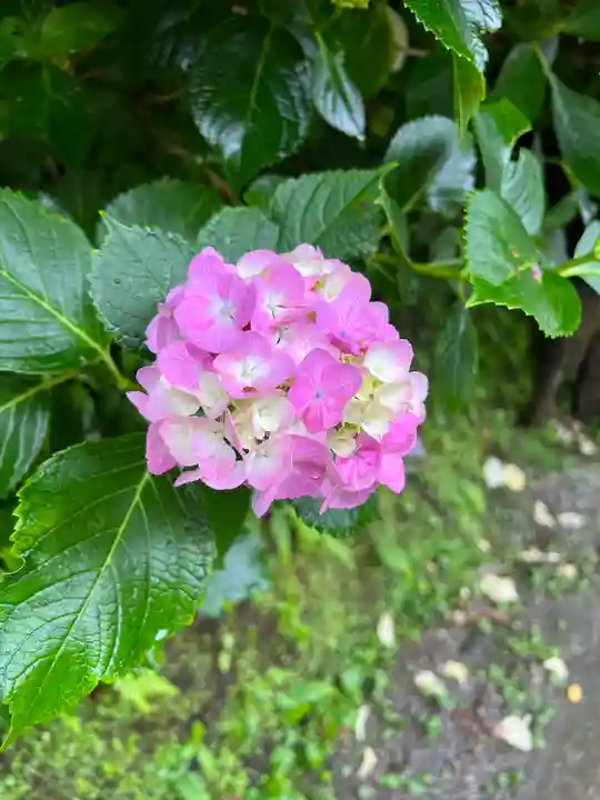 明月院(神奈川県)
