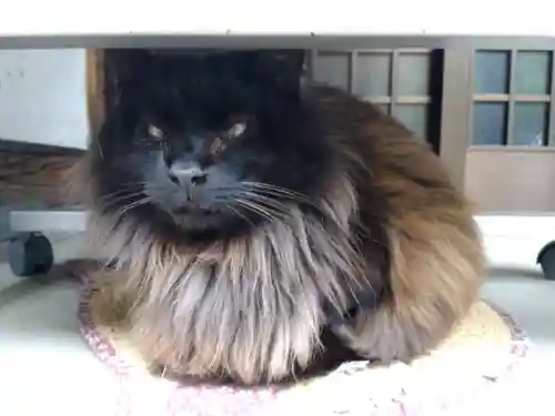 御誕生寺（猫寺）(福井県)