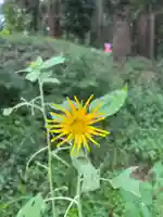 大宮温泉神社の自然
