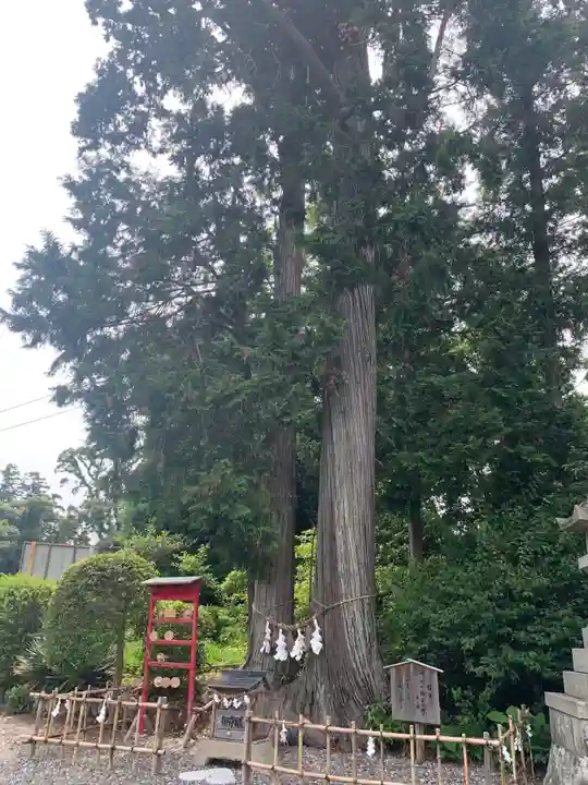 矢奈比賣神社(見付天神)の自然