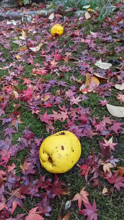 霊鑑寺門跡(京都府)