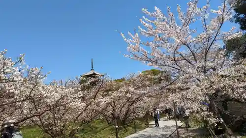仁和寺(京都府)