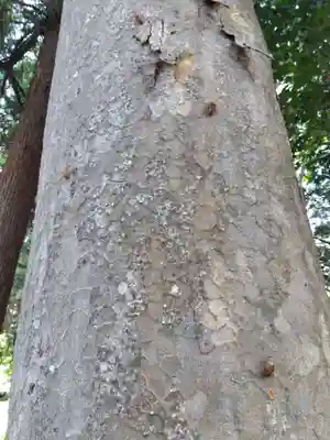 白山神社(福井県)