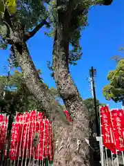 安城七夕神社(愛知県)