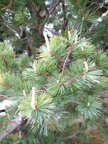 賀茂御祖神社（下鴨神社）の自然