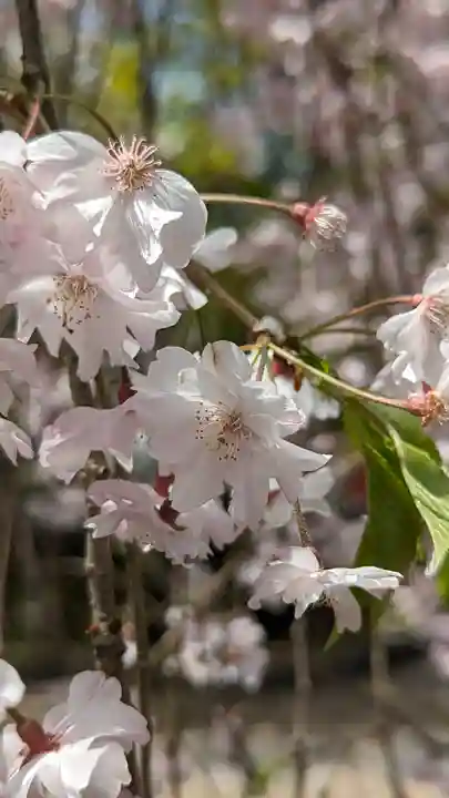 宇治上神社の自然