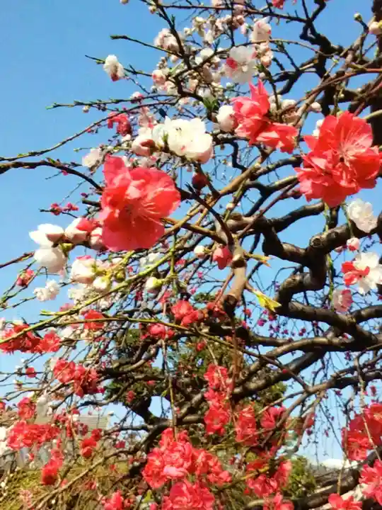 圓照寺(東京都)