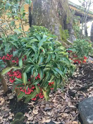 井草八幡宮の自然