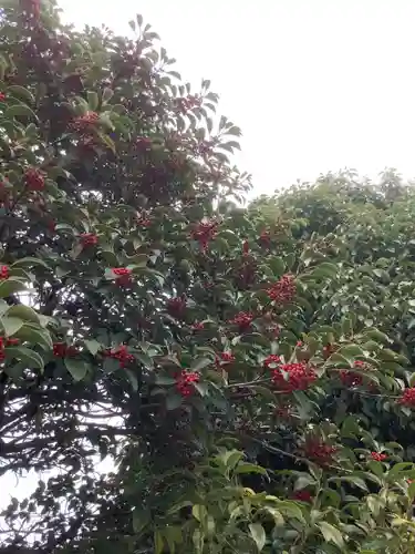 御井神社の自然