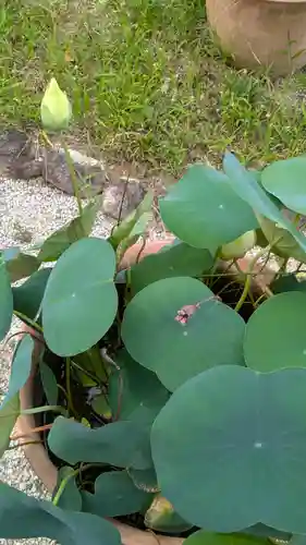 香雪院(京都府)