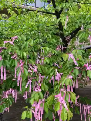 桜神宮(東京都)