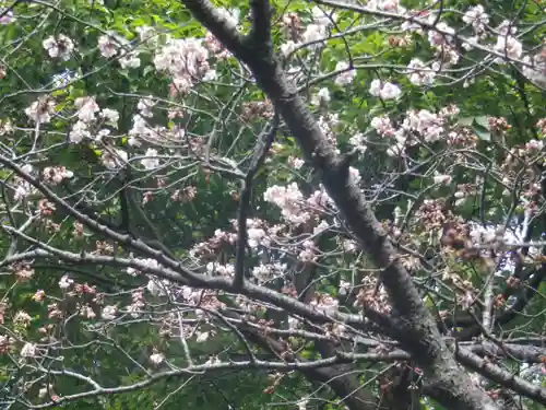 鶴岡八幡宮の自然