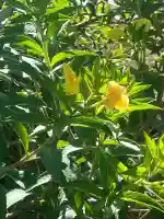 三浦正八幡宮(神奈川県)