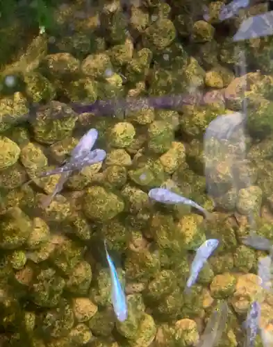 大野神社の動物