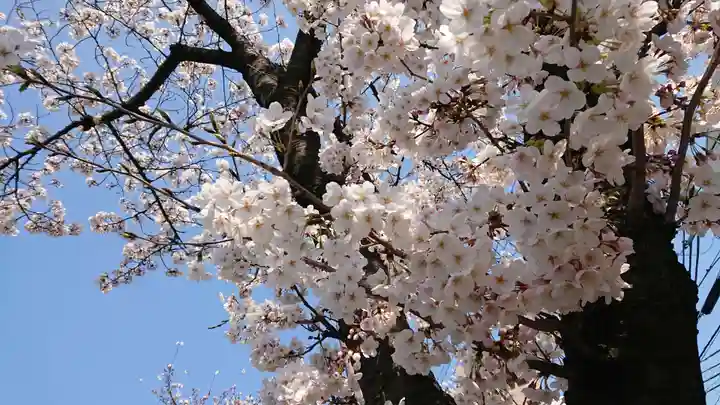 品川神社の自然