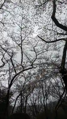 勝持寺（花の寺）(京都府)