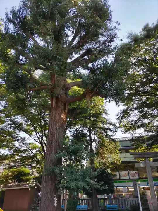 稲荷森稲荷神社の自然