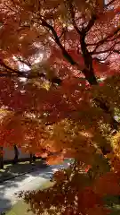 妙顯寺（妙顕寺）(京都府)