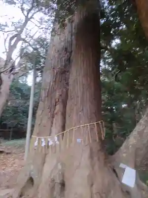 日吉神社の自然