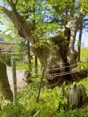 走湯神社の自然